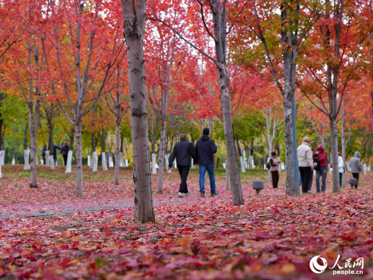 吉林长春：醉美“枫”景上线_fororder_人民网转载图6