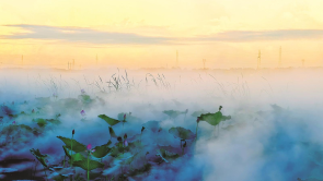 镇赉南湖“荷”你相约盛花期