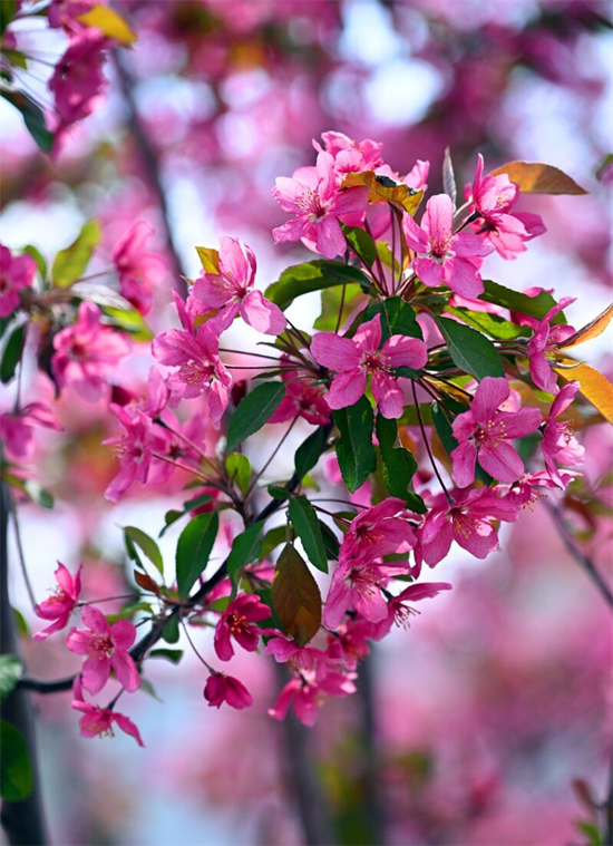 花开满延吉 最美在当“夏”_fororder_吉林花开3