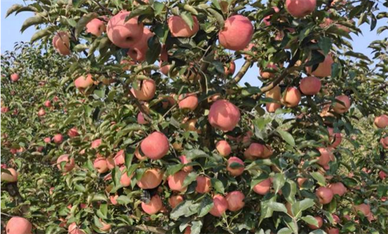 红枝挂果甜到心 果农丰收笑开颜_fororder_普兰店果