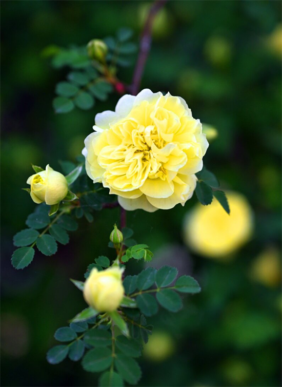 花开满延吉 最美在当“夏”_fororder_吉林花开2