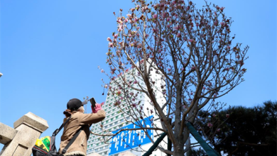 延吉街头 玉兰花开正当时