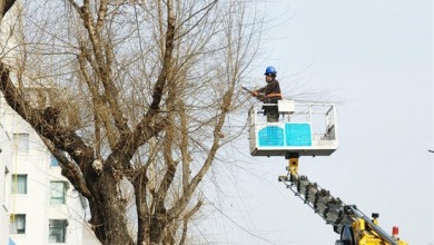 “修”出美丽市容 “剪”少安全隐患 延吉林业部门为行道树“减负”