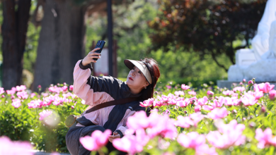 延吉：公园芍药始盛开 美不胜收惹人醉