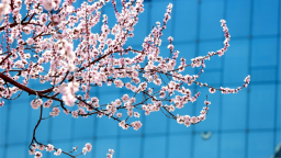 延吉春日来 又见桃花开