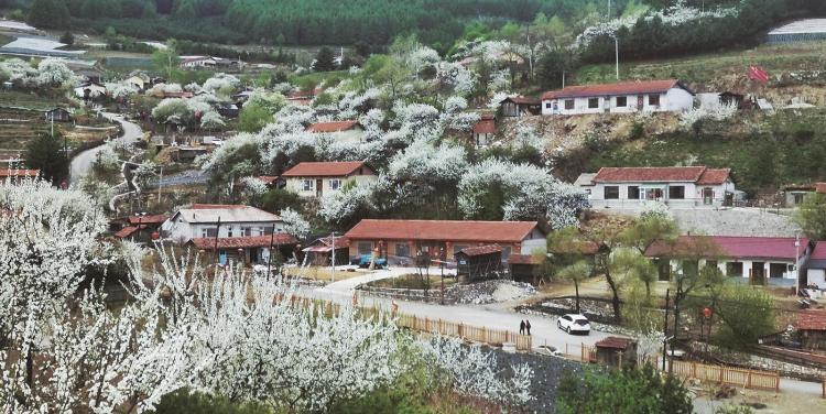 绿野寻芳 春游白山