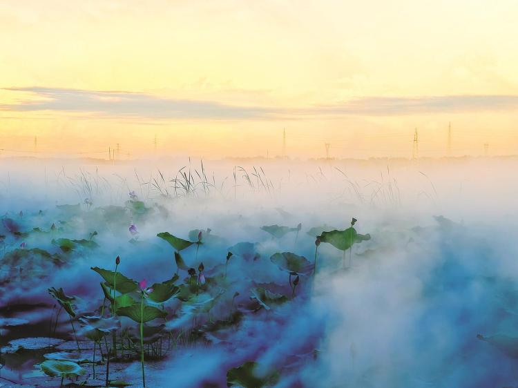 镇赉南湖“荷”你相约盛花期