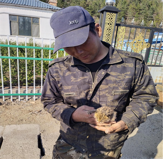 吉林安图：爱心接力救助野生豹猫_fororder_吉林豹猫