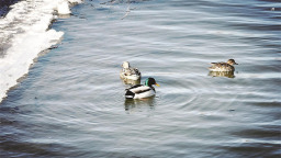 伊通河畔春之声