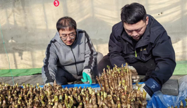 延吉青年生态转型种出反季致富芽：暖棚藏春味 嫩芽变金枝