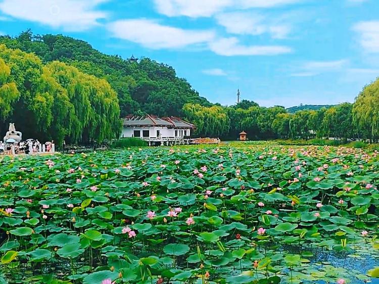 吉林市：夏日荷韵引客来