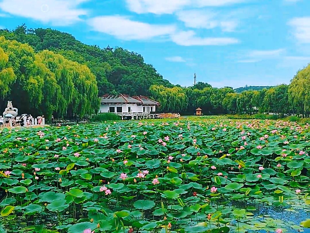 吉林市：夏日荷韵引客来