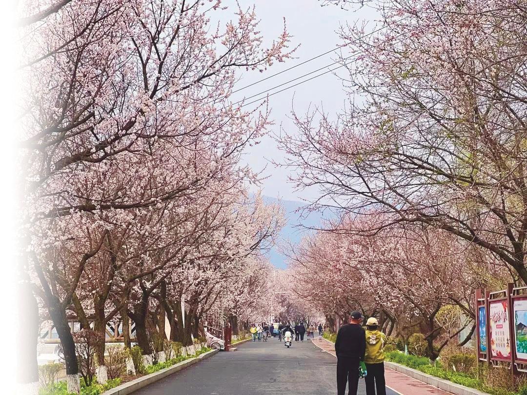 通化：千树杏霞醉游人