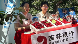 吉林银行大连分行创新“直播+”模式 助力果农拓宽樱桃销路