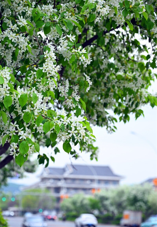 花开满延吉 最美在当“夏”_fororder_吉林花开4