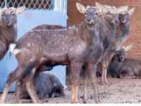 吉林敦化：科技小院扎根鹿场 产学研融合赋能梅花鹿产业提质增效