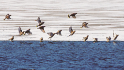 松原：冬日美丽生态画卷