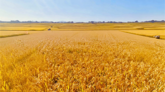 藏粮于地、藏粮于技 吉林省安图县激活粮食动能助振兴