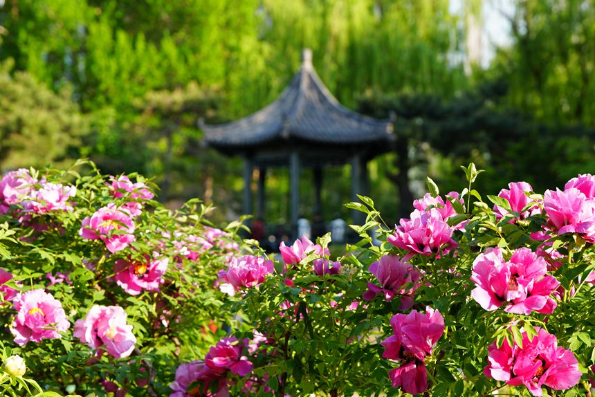 吉林长春：牡丹盛放香溢远_fororder_吉林转载花1
