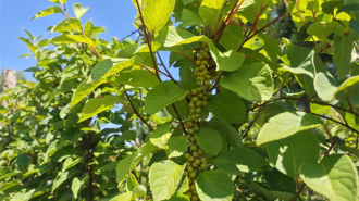 延边州安图县：夏野“丰”光无限好