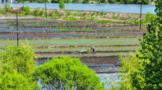 延吉市水稻插秧进入高峰期 预计6月初全面完成
