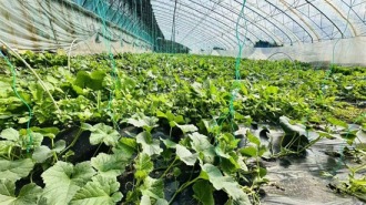 暖棚春浓育丰景 延吉当地新鲜蔬菜即将上市