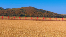 吉林安图万宝镇锚定“三个聚焦” 绘就乡村振兴新图景