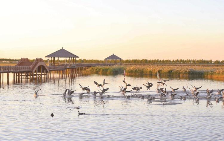 秋日查干湖 树木染金鸟嬉戏