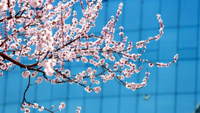 延吉春日来 又见桃花开