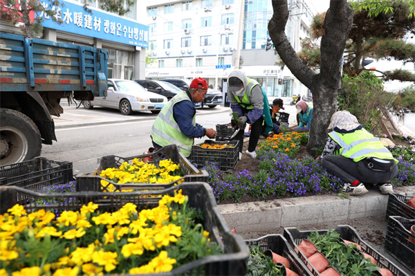 满城飘花香 延吉市栽种百万株花苗_fororder_图片1