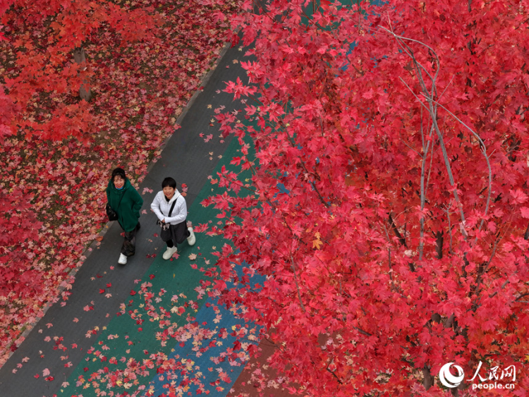 吉林长春：醉美“枫”景上线_fororder_人民网转载图1