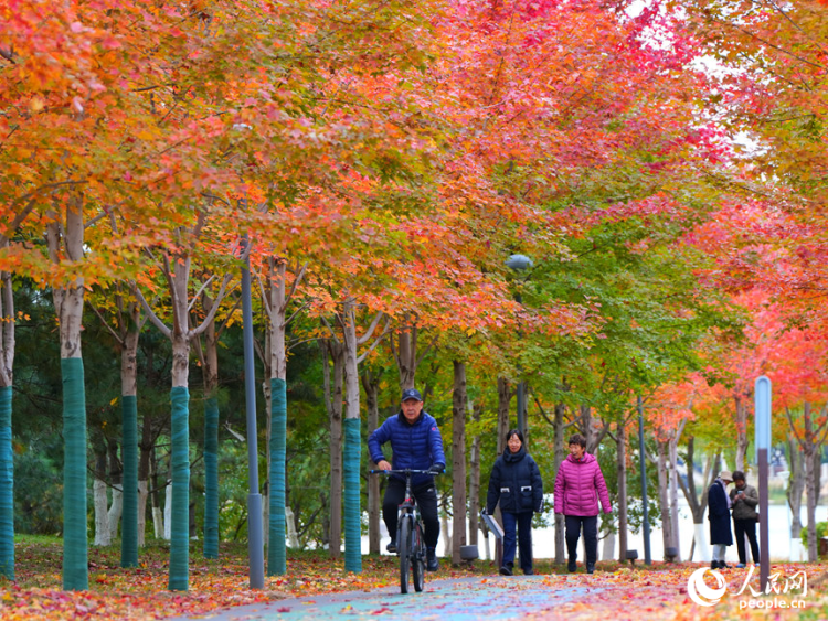吉林长春：醉美“枫”景上线_fororder_人民网转载图10
