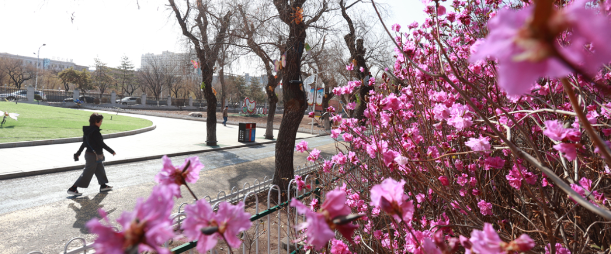 延吉人民公园金达莱盛放 一城春色引客来_fororder_延吉大图2