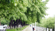 绿荫如诗 延吉夏日“道”处是风景