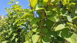 延边州安图县：夏野“丰”光无限好