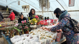 延吉年宵花市场姹紫嫣红 花香满溢迎新春