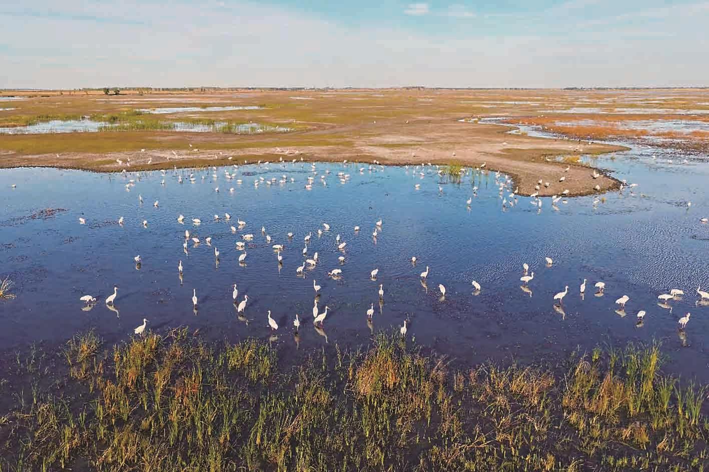 吉林莫莫格迎来候鸟迁徙高峰
