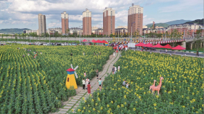 吉林市永吉县：葵花向阳绽放