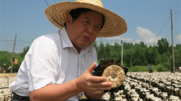 凭借一张“蘑菇纸”录取通知书 吉林农业大学科技创新出圈儿