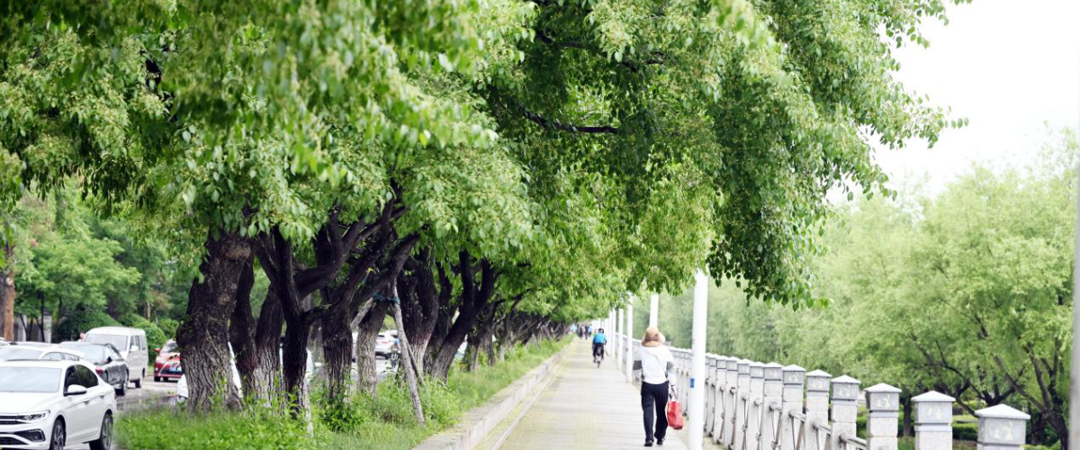 绿荫如诗 延吉夏日“道”处是风景