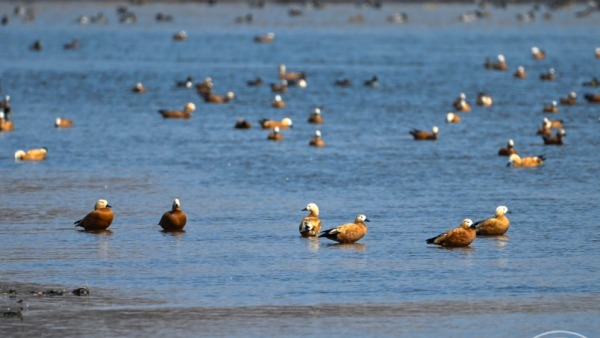 春江水暖 长春北湖湿地迎来大批越冬水鸟