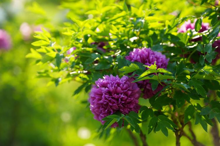 吉林长春：牡丹盛放香溢远_fororder_吉林转载花8