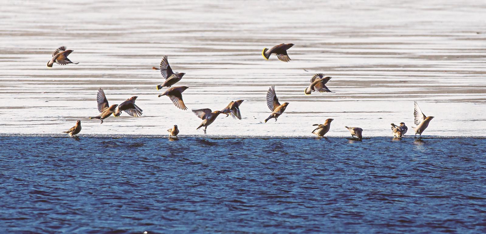 松原：冬日美丽生态画卷