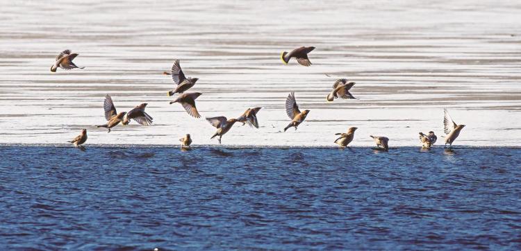 松原：冬日美丽生态画卷