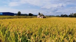 梅河大米国家地理标志保护示范区获批成立