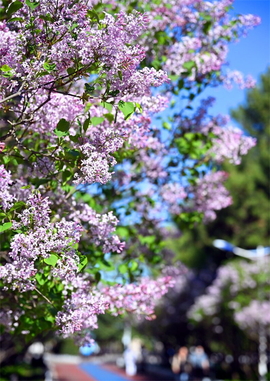 花开满延吉 最美在当“夏”_fororder_吉林花开1
