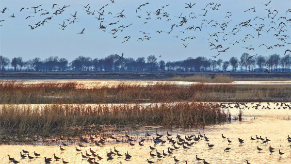 春归莫莫格 万鸟舞蹁跹
