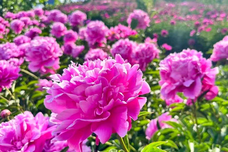 通化市柳河县千亩芍药竞芳菲