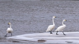 长春伊通河来了白天鹅