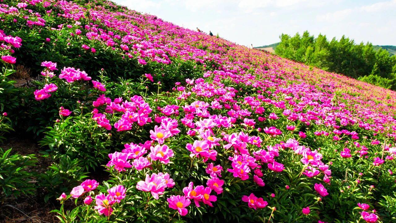 通化市柳河县千亩芍药竞芳菲